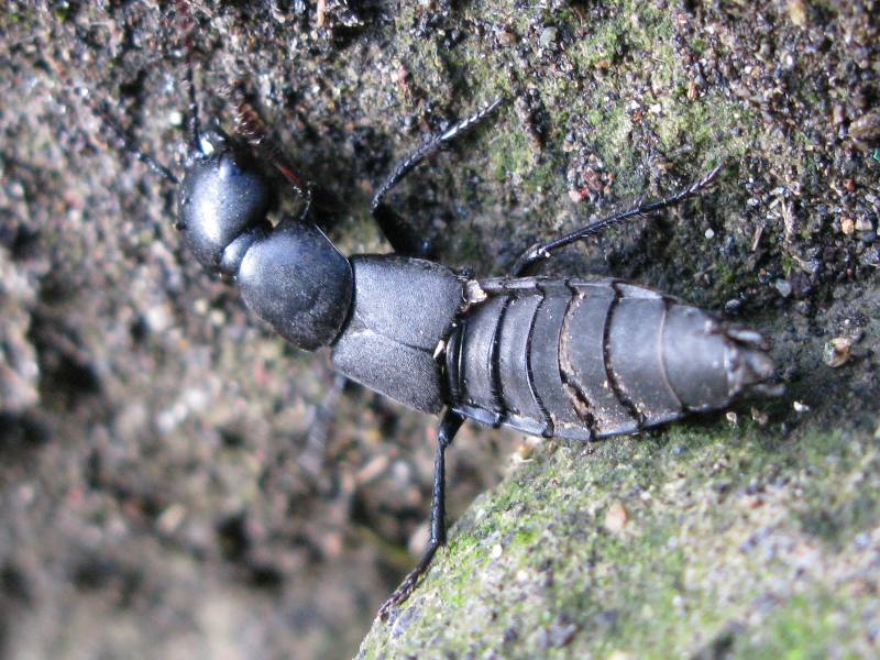 Staphilinidae verde: Tasgius falcifer